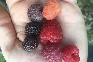 66605 Norway Spruce Rd, Finlayson, MN 55735 - Photo 33