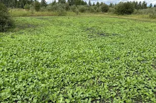 51339 350th St, Salol, MN 56756 - Photo 31