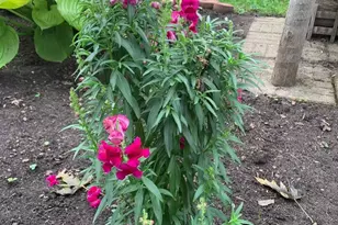 810 5th St W, Hastings, MN 55033 - Photo 33