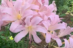 810 5th St W, Hastings, MN 55033 - Photo 35