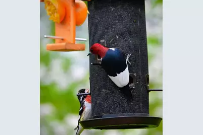 3710 60th Avenue SW, Rochester, MN 55902 - Photo 13