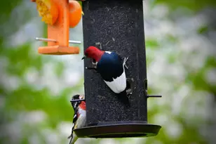 3710 60th Ave SW, Rochester, MN 55902 - Photo 13