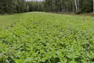 8640 State Hwy 11 SE, Baudette, MN 56623 - Photo 39