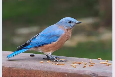 6466 Stillwater Boulevard N, Oakdale, MN 55128 - Photo 43