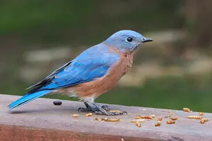 6466 Stillwater Blvd N, Oakdale, MN 55128 - Photo 43