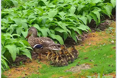 6466 Stillwater Boulevard N, Oakdale, MN 55128 - Photo 47