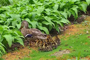 6466 Stillwater Blvd N, Oakdale, MN 55128 - Photo 47