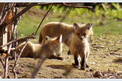 6466 Stillwater Boulevard N, Oakdale, MN 55128 - Photo 53