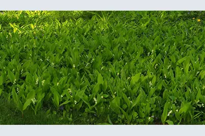 6466 Stillwater Boulevard N, Oakdale, MN 55128 - Photo 55