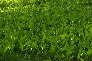 6466 Stillwater Blvd N, Oakdale, MN 55128 - Photo 55