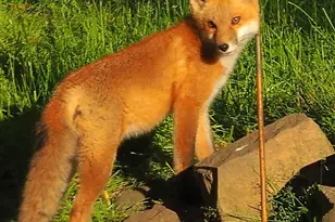 6466 Stillwater Blvd N, Oakdale, MN 55128 - Photo 51