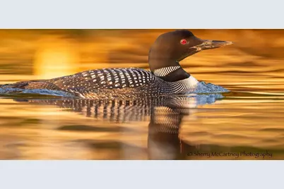 31092 Lincoln Beach Road, Cushing, MN 56443 - Photo 49