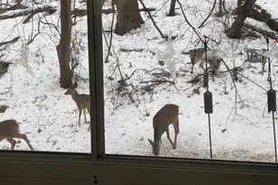 135 Viking Dr E, Little Canada, MN 55117 - Photo 33