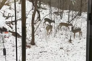 135 Viking Dr E, Little Canada, MN 55117 - Photo 35