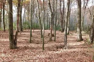 Tbd 165th Ave SE, Santiago Township, MN 55319 - Photo 5