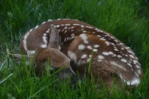4838 Crown Ln, Woodbury, MN 55129 - Photo 73