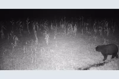 11680 County 59 Road, Orr, MN 55771 - Photo 19