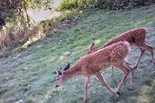 941 Oakcrest Dr, Sauk Rapids, MN 56379 - Photo 57