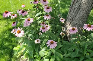 941 Oakcrest Dr, Sauk Rapids, MN 56379 - Photo 53