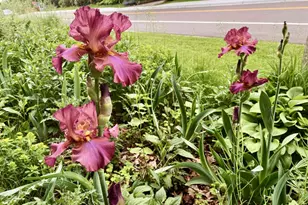 1803 Arona St, Falcon Heights, MN 55113 - Photo 17