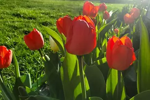 517 Springen Ave, Fergus Falls, MN 56537 - Photo 53