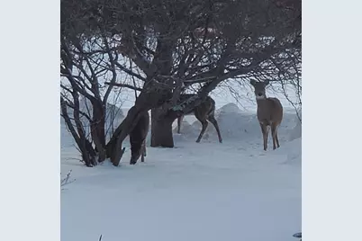 517 Springen Avenue, Fergus Falls, MN 56537 - Photo 55