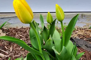 517 Springen Ave, Fergus Falls, MN 56537 - Photo 57