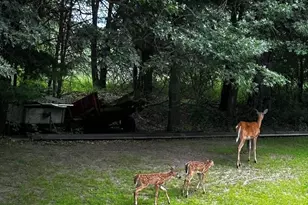 14315 250th Ave NW, Zimmerman, MN 55398 - Photo 29