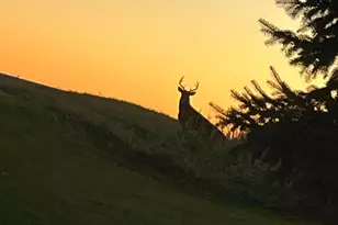 12520 440th St, Wanamingo, MN 55983 - Photo 3