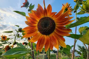 28260 120th St NW, Zimmerman, MN 55398 - Photo 31