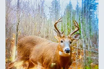 9298 Hingeley Road, Meadowlands, MN 55765 - Photo 35