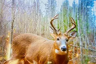 9298 Hingeley Rd, Meadowlands, MN 55765 - Photo 35