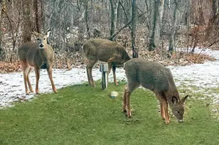 33843 Dancing Bear Dr, Crosslake, MN 56442 - Photo 37