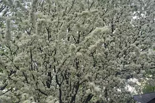 1906 Fraser Dr, Grand Rapids, MN 55744 - Photo 3