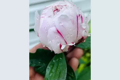 5330 Louisiana Avenue N, Crystal, MN 55428 - Photo 29