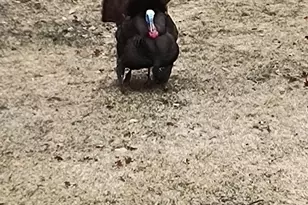 3781 Olympic St, Isle, MN 56342 - Photo 77