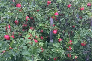 41273 Swede Alley, Hinckley, MN 55037 - Photo 97