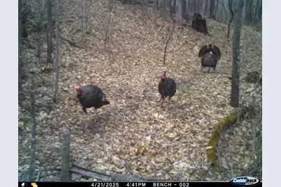 N35194 Przybilla Lane, Independence, WI 54747 - Photo 45