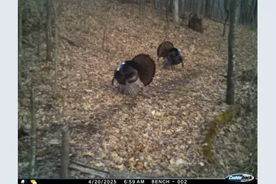 N35194 Przybilla Lane, Independence, WI 54747 - Photo 47