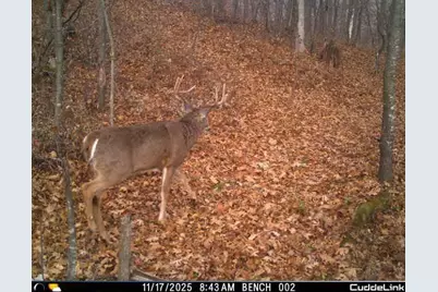 N35194 Przybilla Lane, Independence, WI 54747 - Photo 35