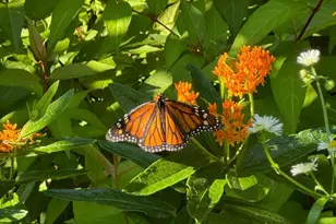 6204 39th Ave N, Crystal, MN 55422 - Photo 47