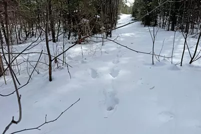 4268 Crane Lake Road, Orr, MN 55771 - Photo 17