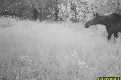 4268 Crane Lake Road, Orr, MN 55771 - Photo 39