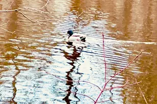 2125 Hazelwood St, Maplewood, MN 55109 - Photo 39