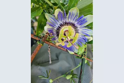 3231 Longfellow Avenue, Minneapolis, MN 55407 - Photo 35