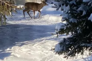 12516 225th Ct NW, Elk River, MN 55330 - Photo 53