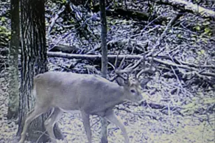 15576 263rd St, Fort Ripley, MN 56449 - Photo 5