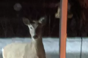 N10301 171st St, Boyceville, WI 54725 - Photo 35