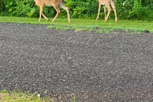 N10301 171st St, Boyceville, WI 54725 - Photo 33