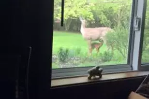 26184 615th St, Mantorville, MN 55955 - Photo 15